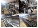 Fluence Ön Helezon Yayı 540100043R