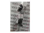 Toyota Corolla Ateşleme Bobini 10R035444 90919-82250