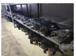 Nissan Qashqai 1500 Dizel 2012 Motor