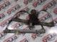 Citroen C5 Sağ Ön Cam Kaldırma Motoru 128000782