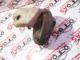 Opel Corsa C Mestan Havuzu 13183462