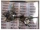 Daihatsu Terios Elektrikli Direksiyon Ünitesi-45250-B4061