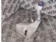 İveco Daily 35 Cam Suyu Deposu 5801566048