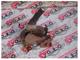 Toyota Corolla El Freni Kolu-A013611