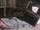 Renault Clio 3 Airbag Sargısı - 7701071888-A