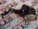 Opel İnsignia Emniyet Kemeri Arka - 306106799P10