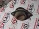 Renault Laguna 2 Motor Takozu Sağ 8200052026