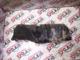 Dacia Lodgy Sol Arka Bardaklık 684308271R