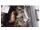 Kia Rio 1250 Benzin 2015 Motor
