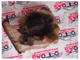 Toyota Corolla Isıtıcı Fan Motoru Ve Kalorifer Gövdesi -272700-5151-(87010-42512)