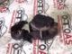 Seat Cordoba Arka Sol Emniyet Kemeri - 00063774-B