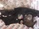Opel İnsignia İzolatör Gm13316762