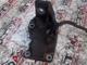 Range Rover Motor Sağ Braketi Cpla-6037-Cb