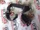 Seat Cordoba Arka Sağ Emniyet Kemeri 000637774-B